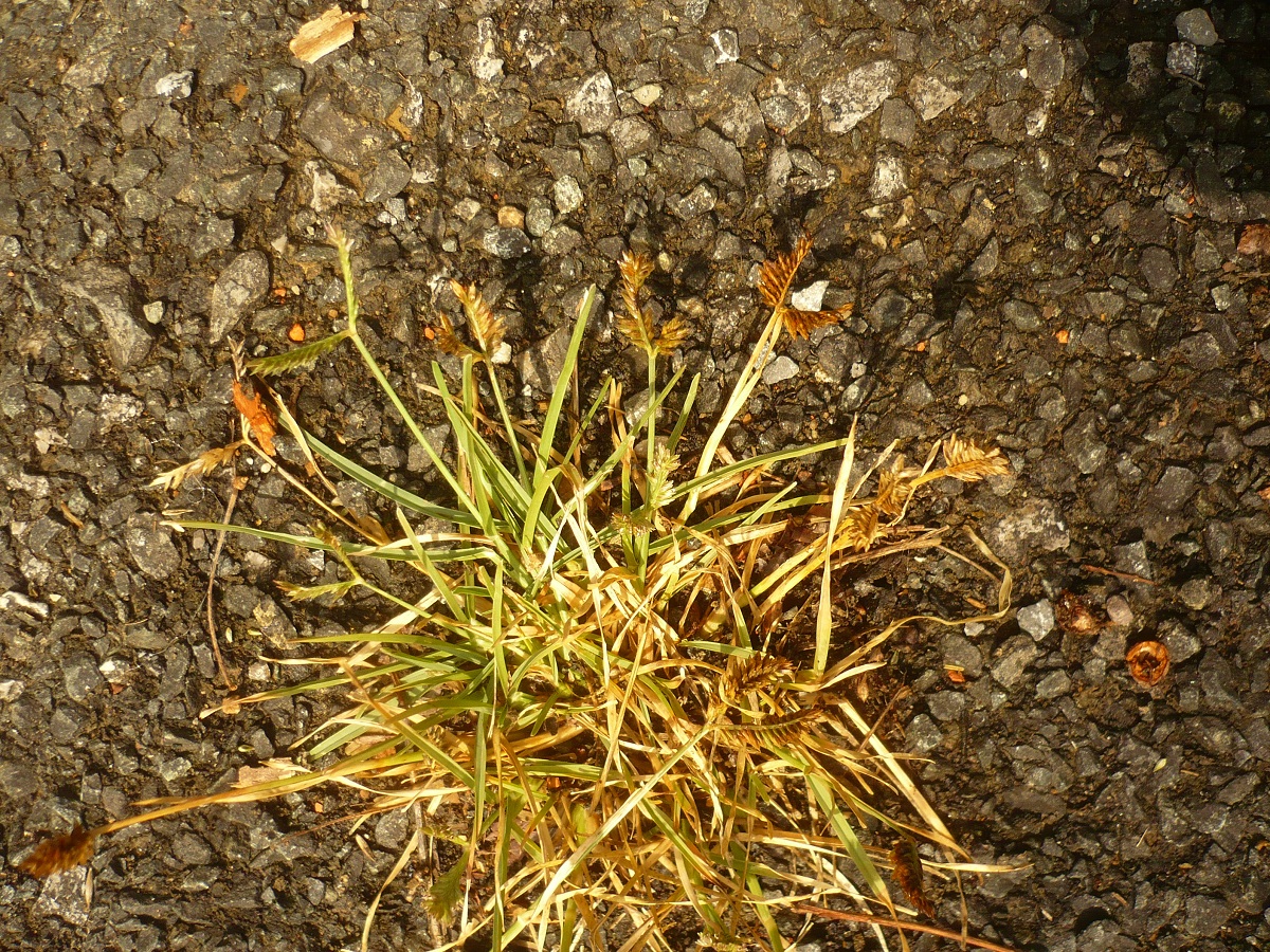 Eleusine tristachya (Poaceae)